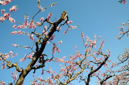 桃花迎春开