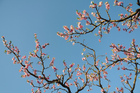 一枝花开满色春