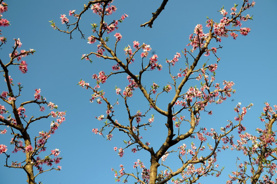 一枝花开满色春