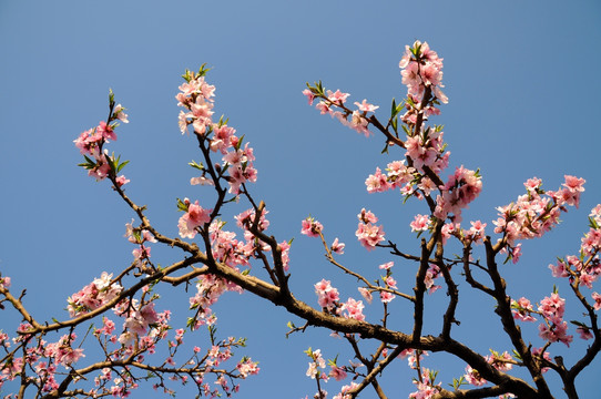 一枝花开满色春