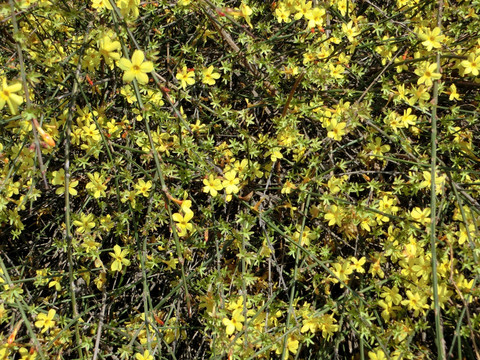 迎春花 迎春花背景