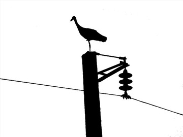 电线杆和鸟剪影