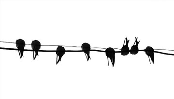 电缆线上的燕子
