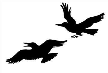 两只乌鸦插图