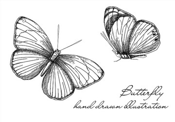蝴蝶矢量设计图