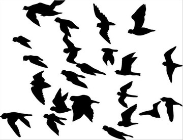鸟类矢量图
