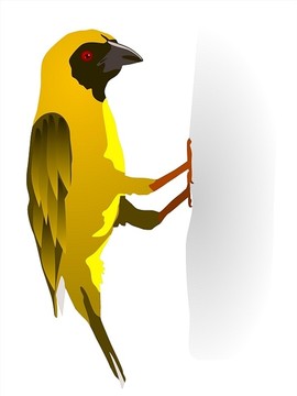 黄色鸟矢量图