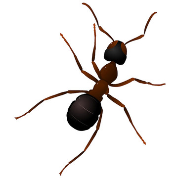 蚂蚁的矢量图
