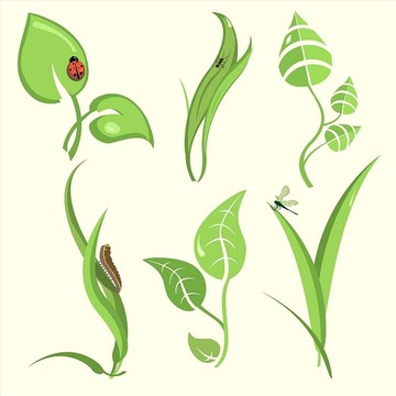 植物叶子和昆虫插画