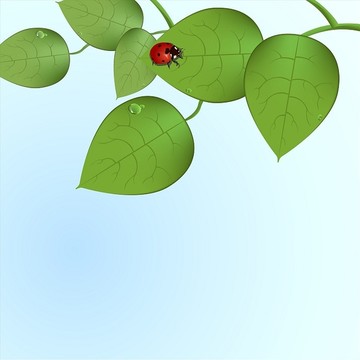 瓢虫在绿叶上的插图