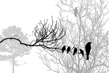 鸟在木树枝上的剪影