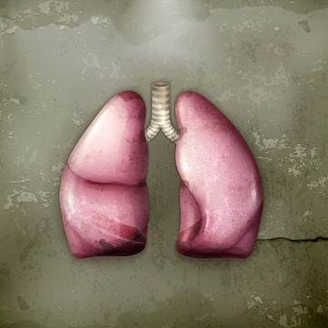 人体器官肺部