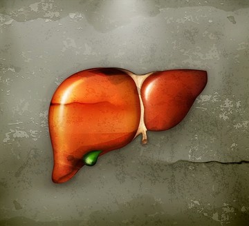 人体器官肝脏矢量图