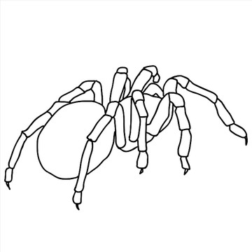 蜘蛛插图
