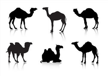 骆驼动物剪影