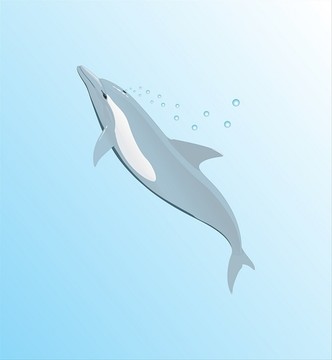 海豚插图