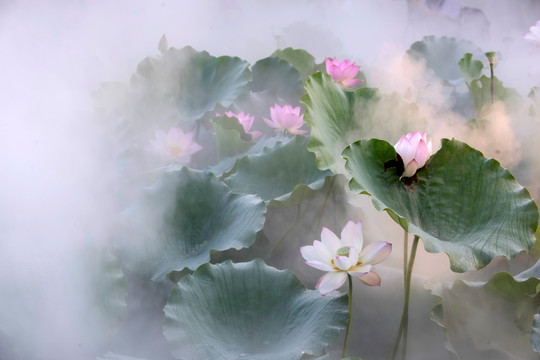 荷花