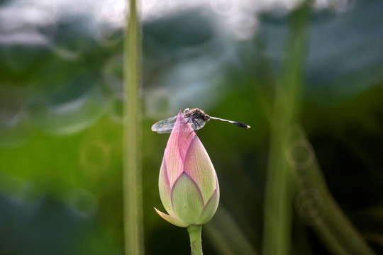 荷花