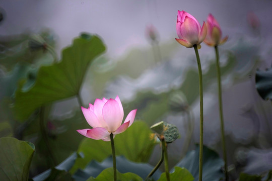 荷花
