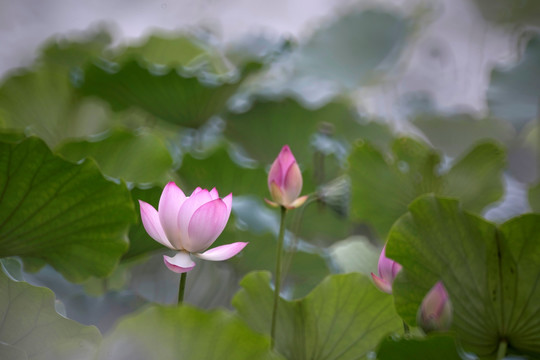荷花