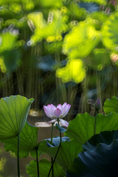 荷花