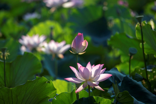 荷花