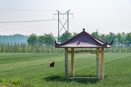 麦田