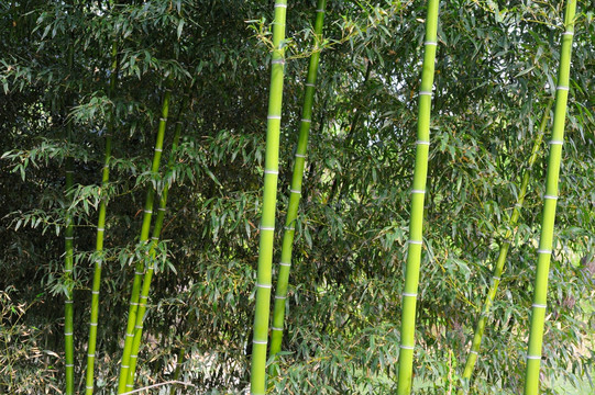 竹林