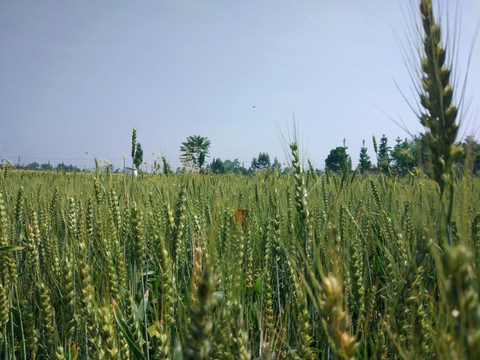 麦田