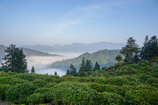 云雾高山茶园