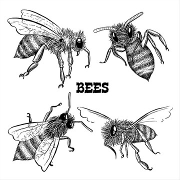 蜜蜂矢量图