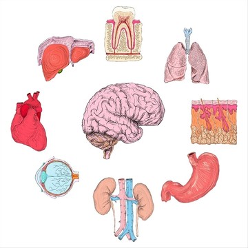 人体器官集肺心脑肾手绘矢量图