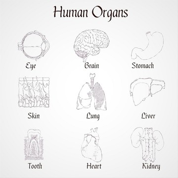 人体器官轮廓图