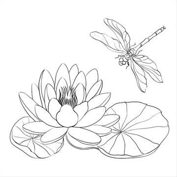 白睡莲和白蜻蜓矢量插画