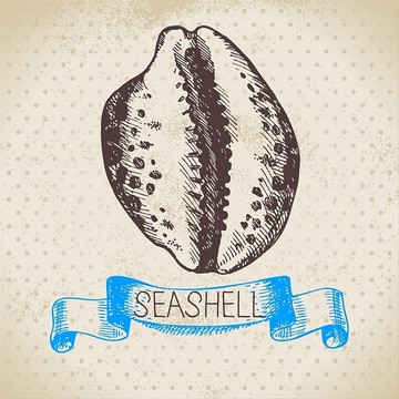 贝壳图案插图