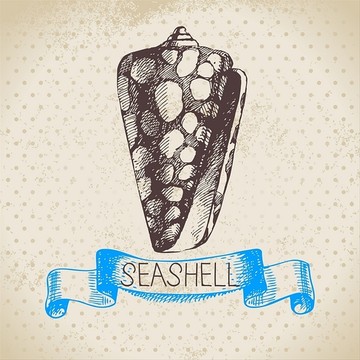 贝壳图案插图