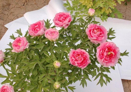牡丹花