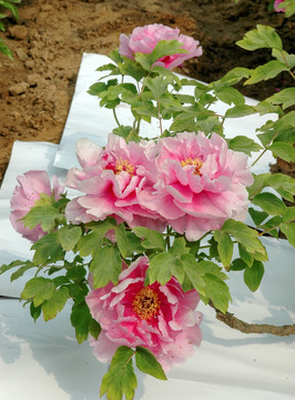 牡丹花