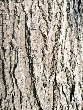 树皮 自然 植物 木材 特写