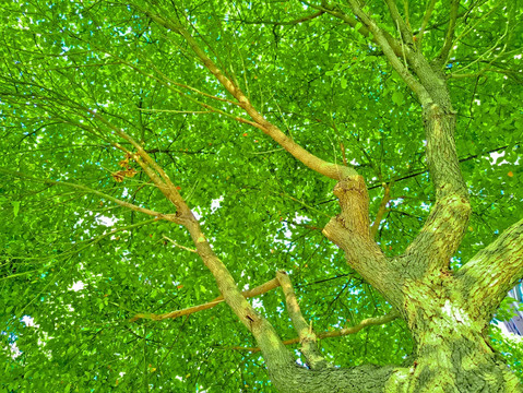 树枝 绿树枝叶 绿色树木 树