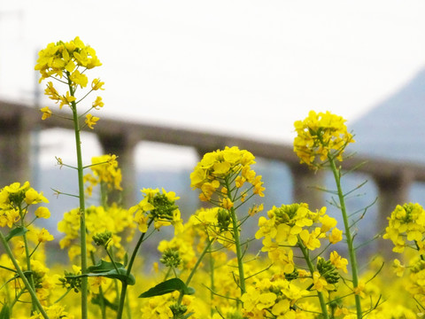 油菜花五