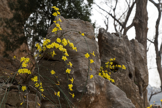 岩石上的迎春花