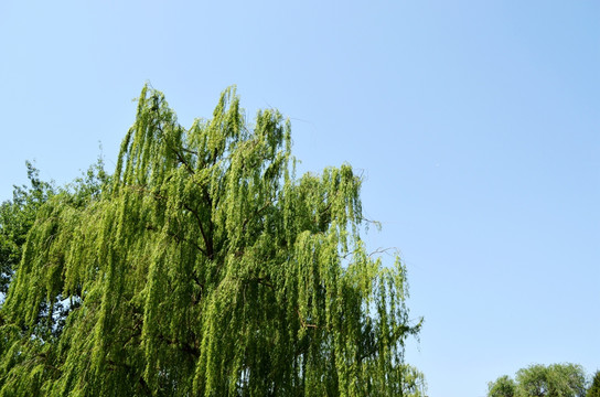 绿树蓝天