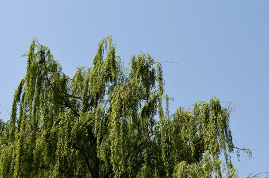 蓝天绿树