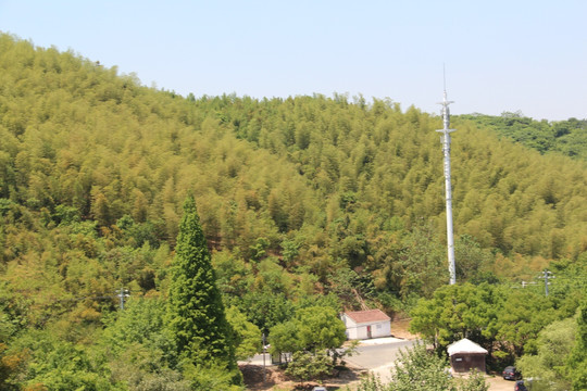 竹林
