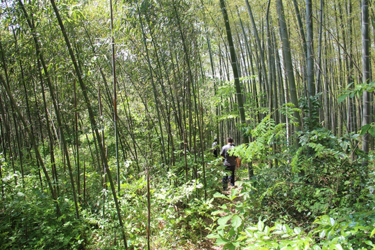 竹林