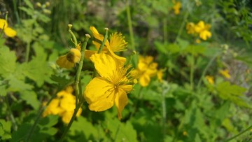 黄花