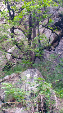 岩石