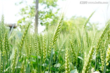 麦子