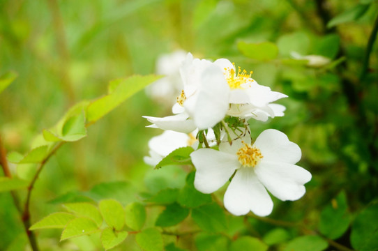 蔷薇花